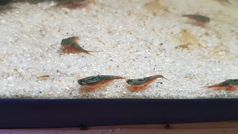 Triops Australiensis Australiensis Grün