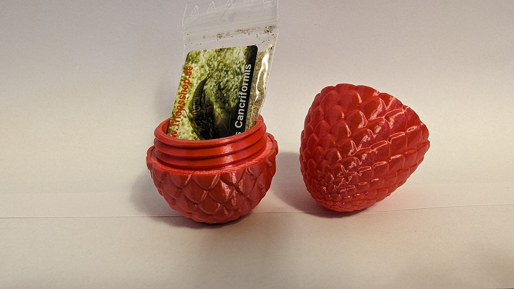Rotes Triops Drachenei Geschenk
