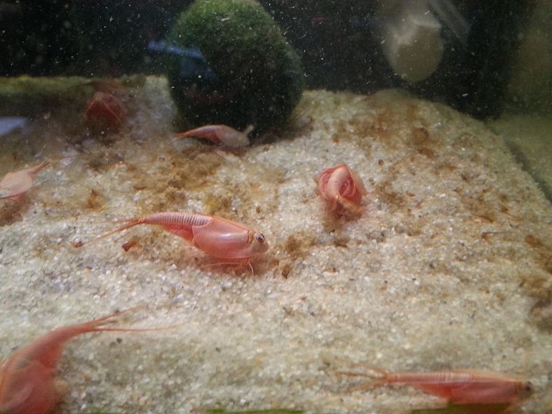 Triops Longicaudatus Rot