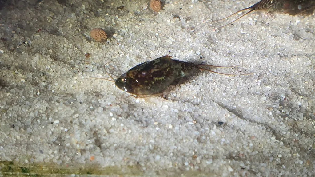 Triops Cancriformis Simplex
