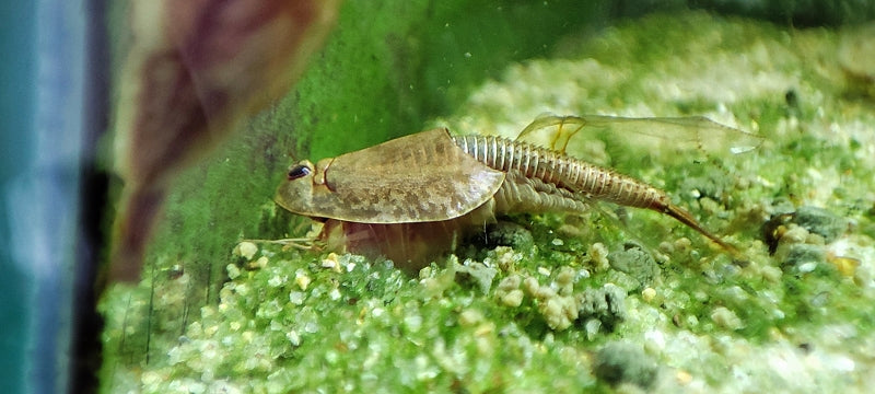 Triops Longicaudatus Multicolor