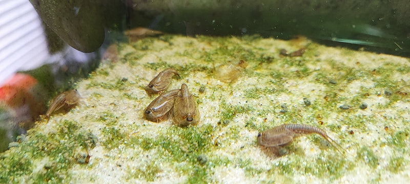 Triops Longicaudatus Multicolor 3