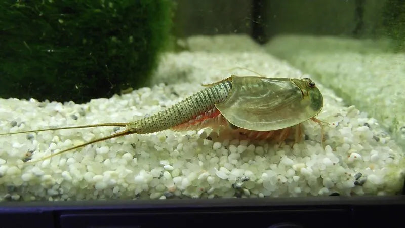 Triops longicaudatus Urzeitkrebs