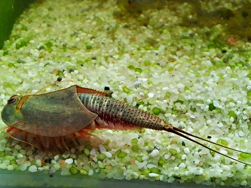 Longicaudatus Black Beauty Urzeitkrebs