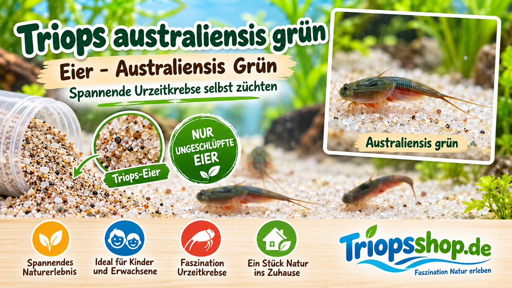 Triops australiensis Ayers Rock Grün