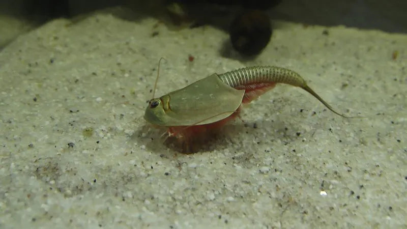 Triops longicaudatus aus eigener Zucht