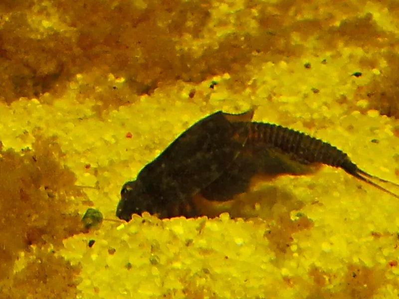 Triops cancriformis ausgewachsener Triops