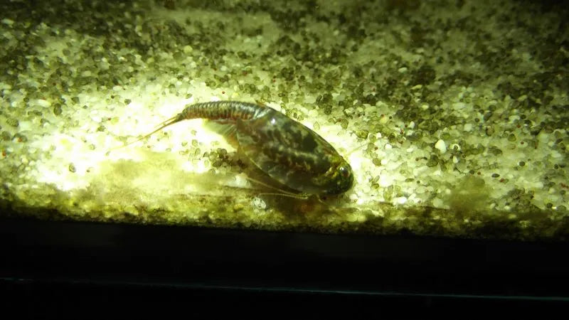 Triops cancriformis aus eigener Zucht