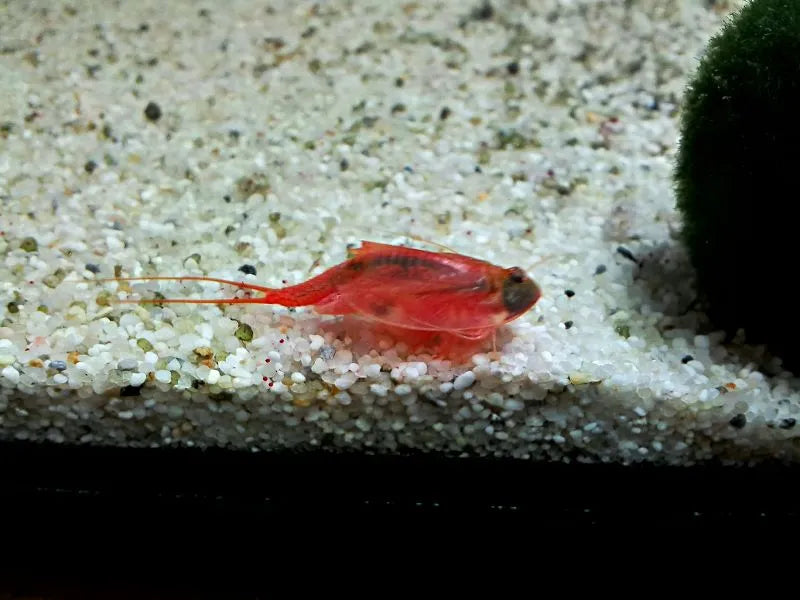 Beni-kabuto ebi albino